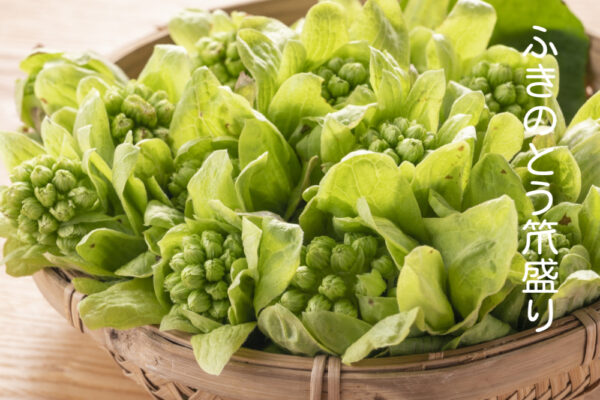 ふきのとう笊盛り、春の苦みは目覚めの合図