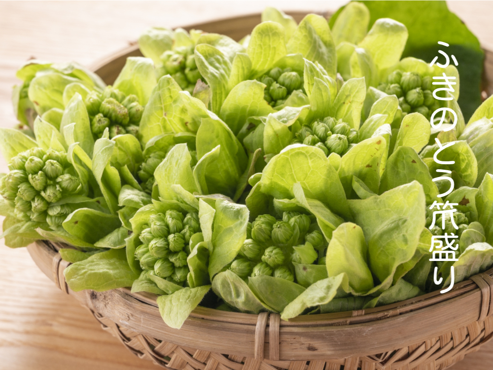 ふきのとう笊盛り、春の苦みは目覚めの合図