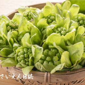 ふきのとう物語