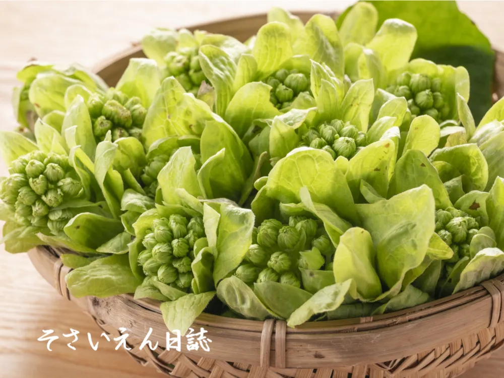 ふきのとう物語 春の苦味の秘密