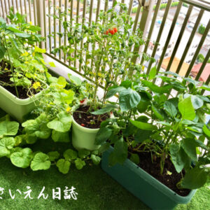 小さな畑のベランダ菜園、ミニトマトとピーマン