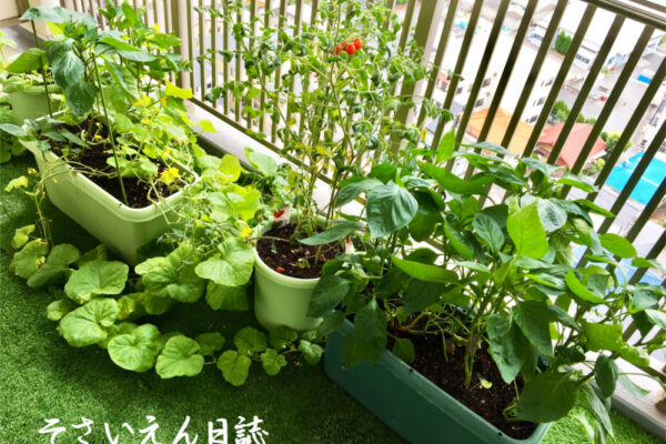 小さな畑のベランダ菜園、ミニトマトとピーマン