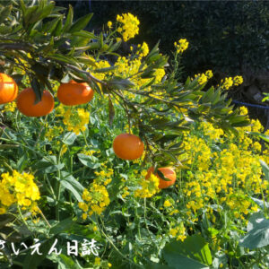 柑橘便り みかんと菜の花