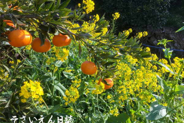 柑橘便り みかんと菜の花