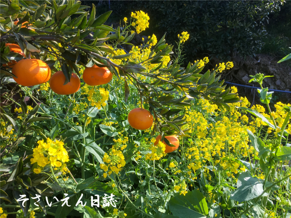 柑橘便り みかんと菜の花