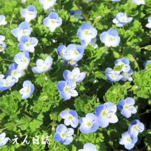 野の花、オオイヌノフグリ