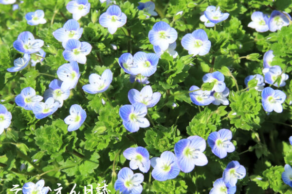 野の花、オオイヌノフグリ