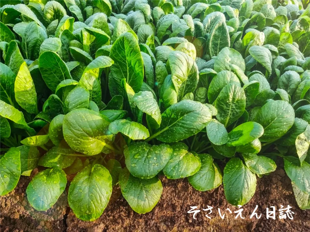 家庭菜園で楽しむ穀雨の畑仕事