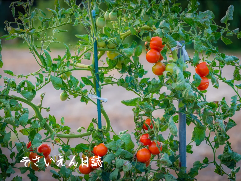 プチトマトを支柱に沿わせて伸ばす