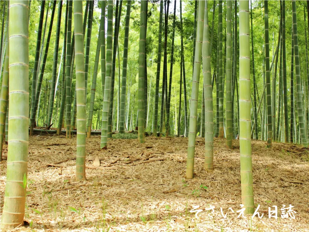 手入れされた京都の竹林