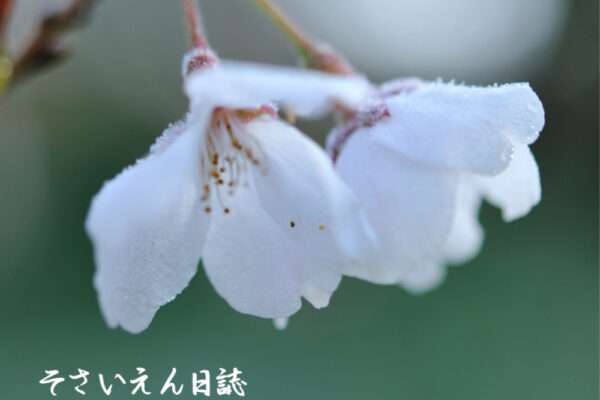 遅霜対策、桜の花