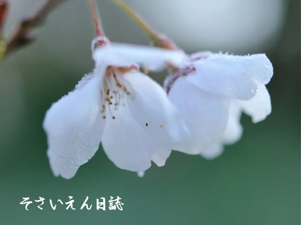 遅霜対策で守る清明の畑