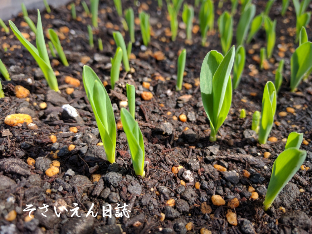 春まき野菜、とうもろこしの発芽