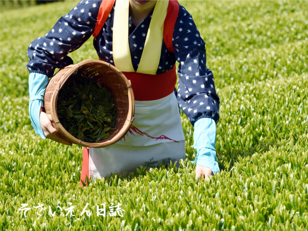 新茶の滴 茶摘み