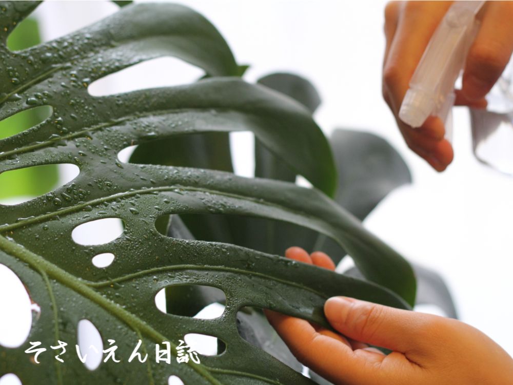 モンステラに葉水スプレー