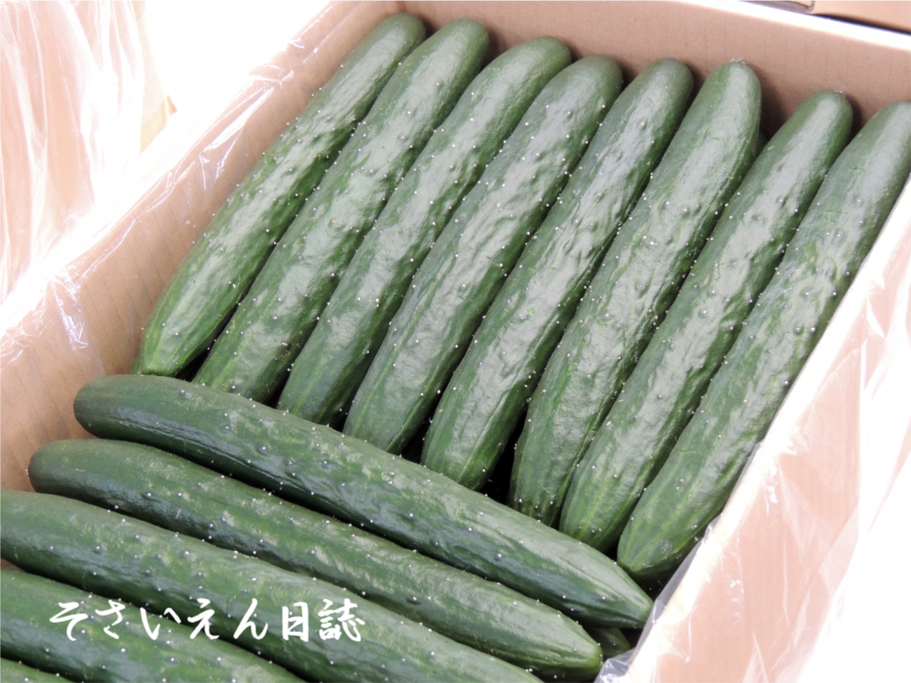 きゅうり流通 青果箱
