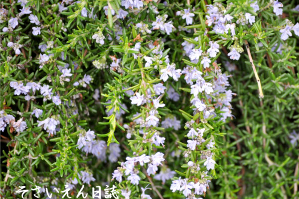 ローズマリーの小さな花