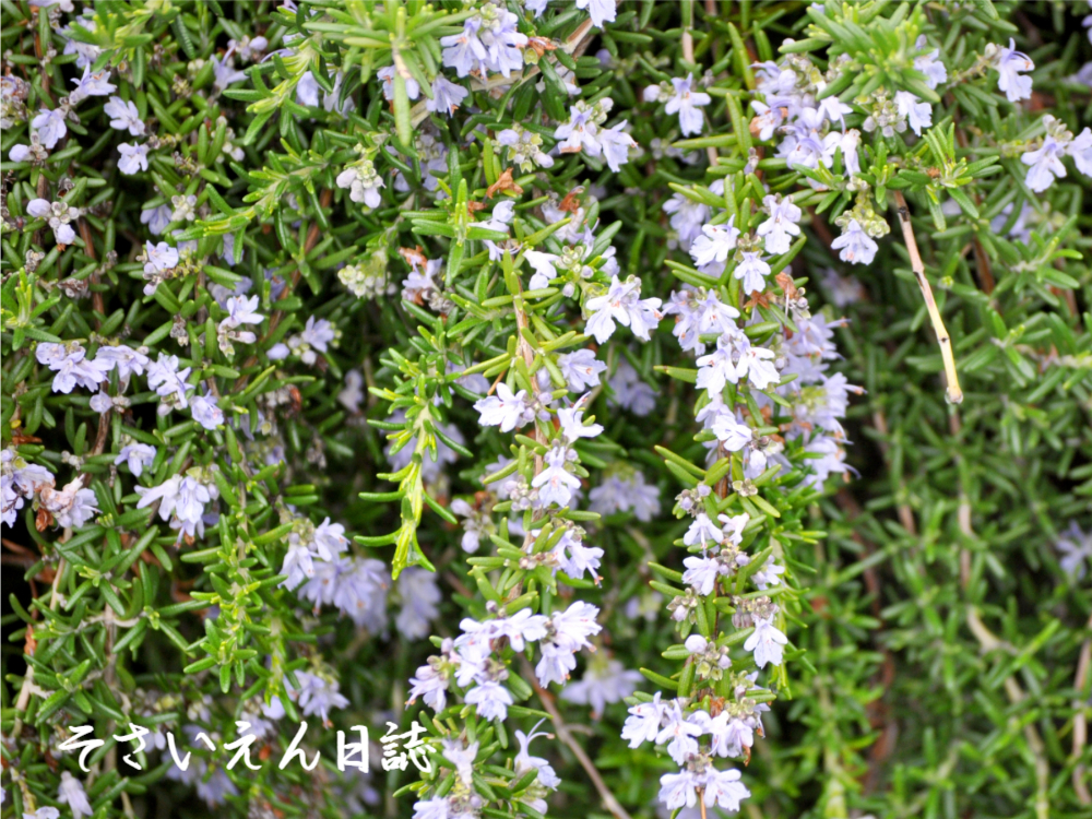 新じゃがのハーブロースト