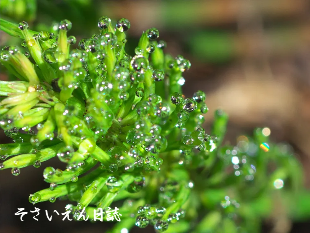 輝くスギナの水滴