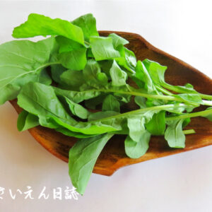 葉物やさしケア 新鮮なルッコラ