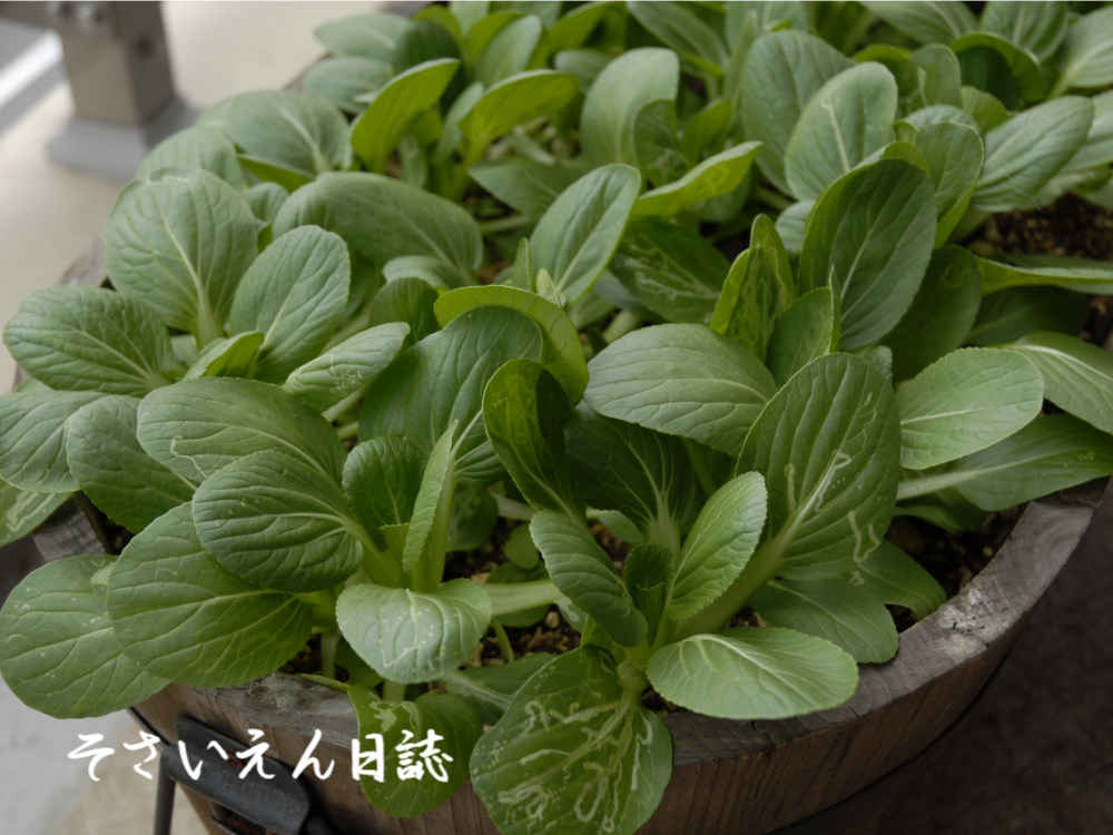 ベランダ野菜、チンゲン菜