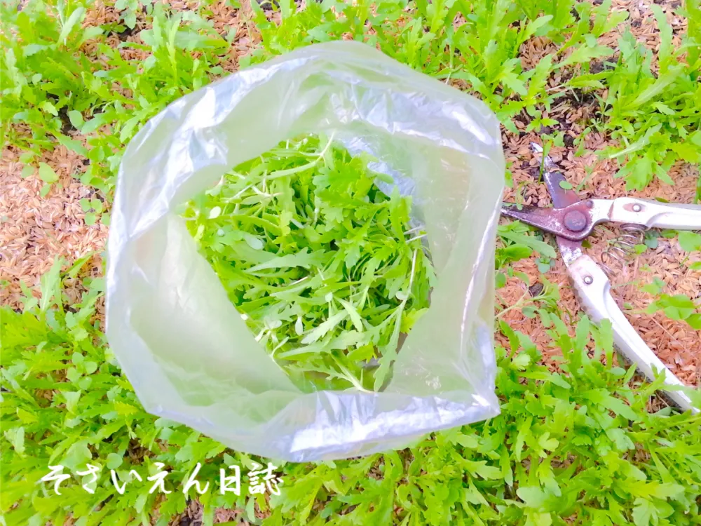 春菊の間引き