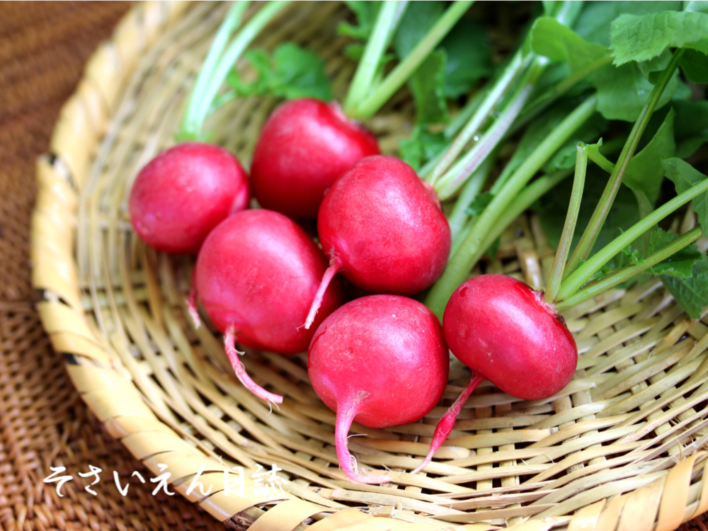 ベランダ野菜、ラディッシュ