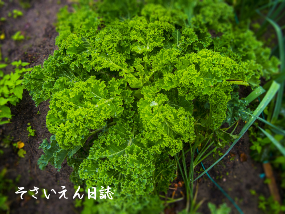 原種に近いケール