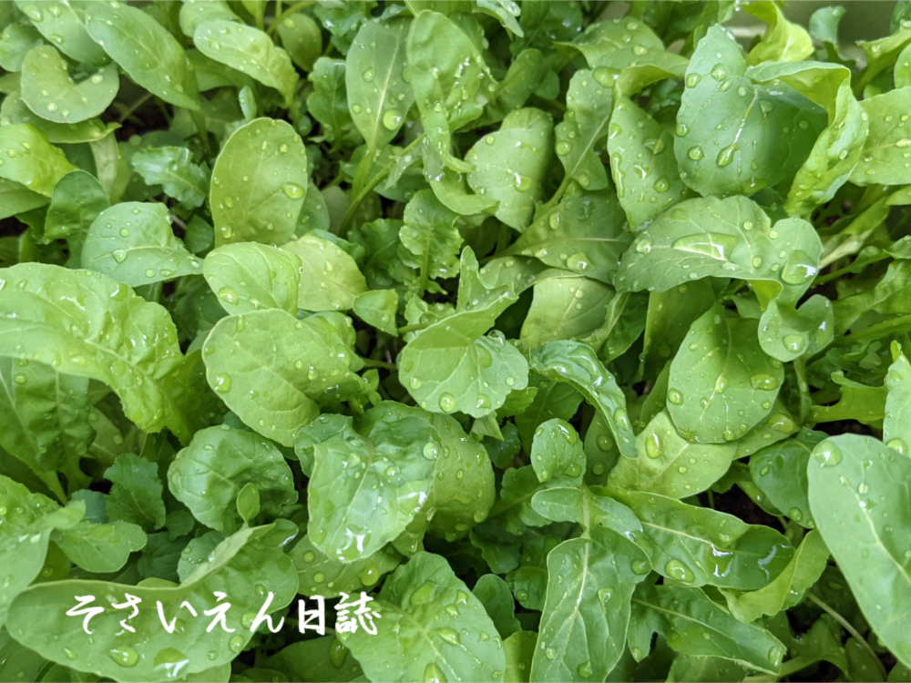 家庭菜園 ルッコラ