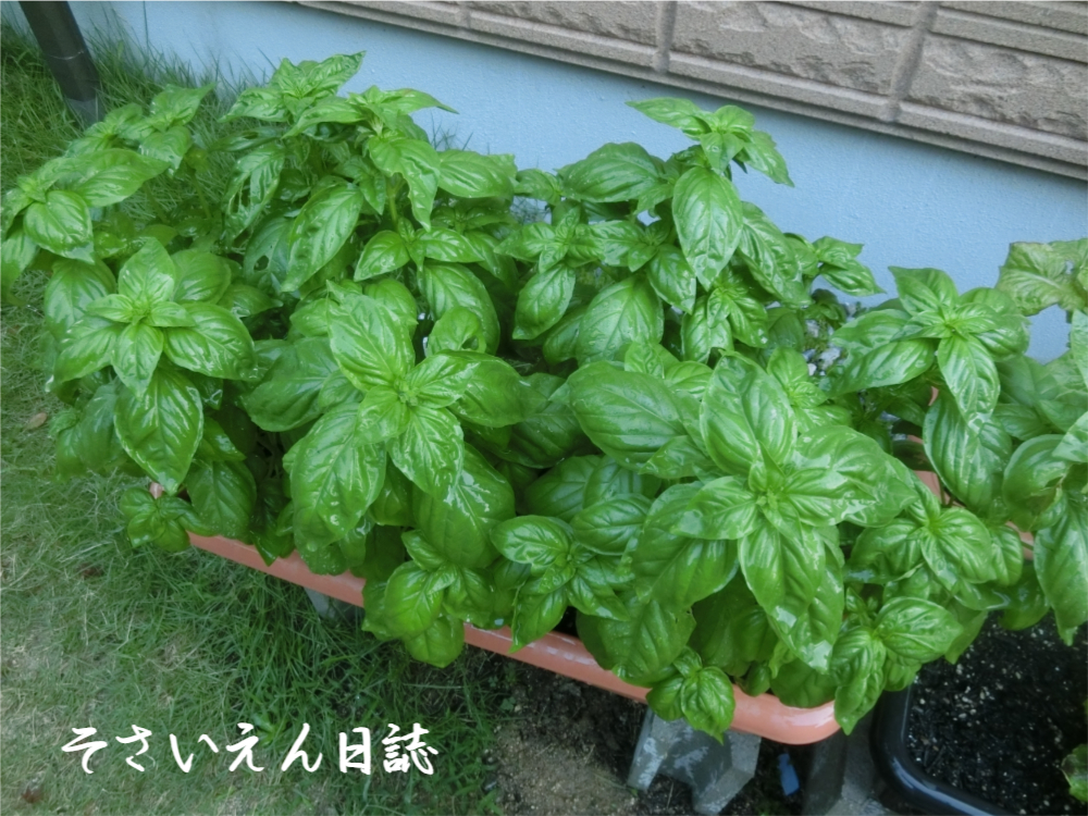 芽の育て方 バジル