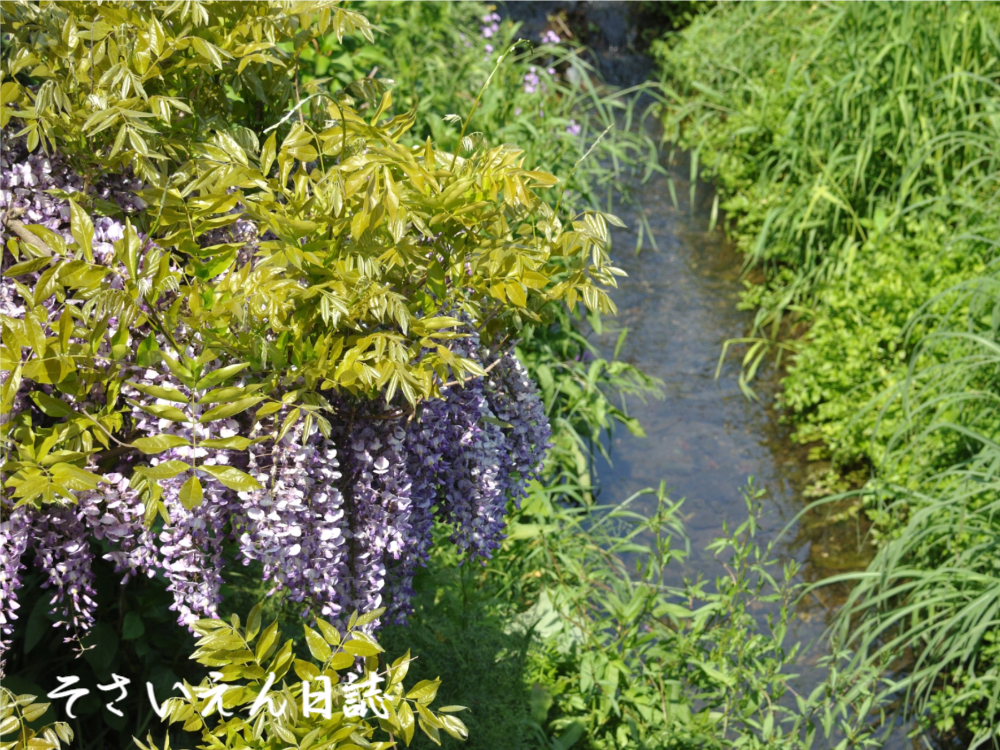 水資源と農業 小川