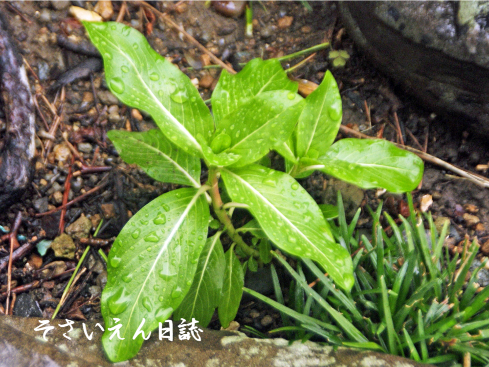 雨植えコツ ニチニチソウの苗