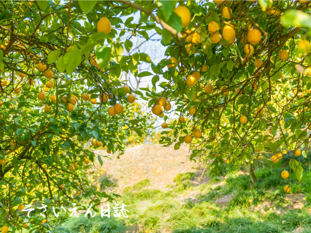 瀬戸内レモン 瀬戸田のレモン谷