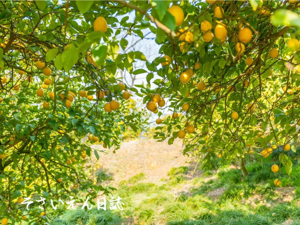 瀬戸内レモン 瀬戸田のレモン谷