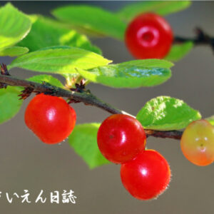 花から実へ ユスラウメ