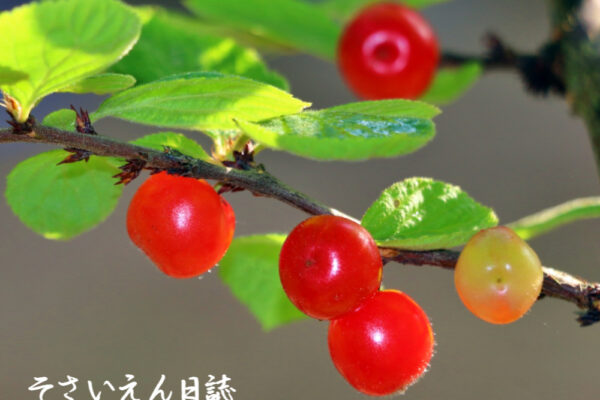 花から実へ ユスラウメ