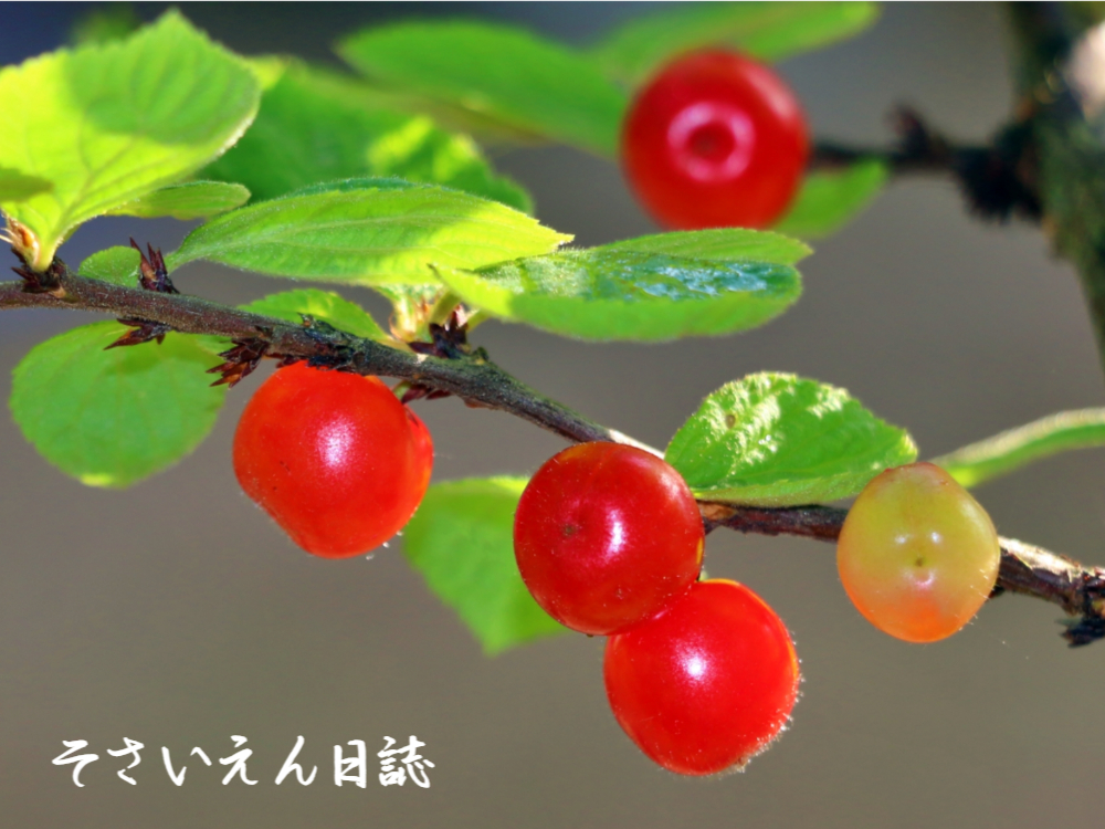 花から実へ ユスラウメ