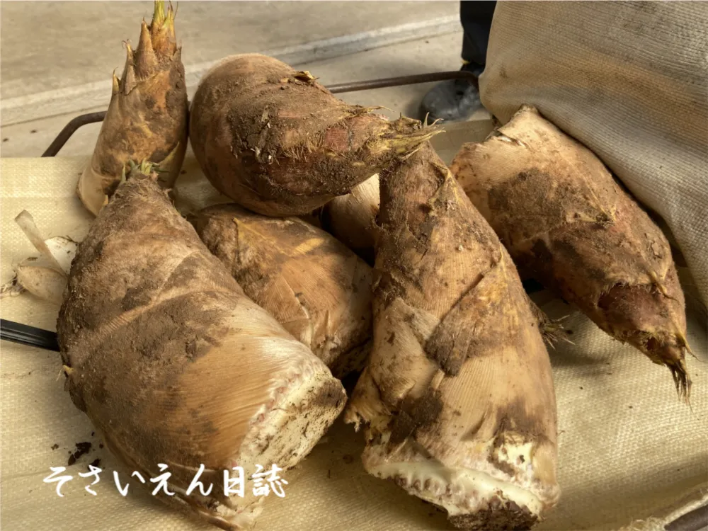 初採れの筍