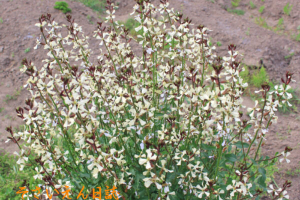 畑のルッコラの花