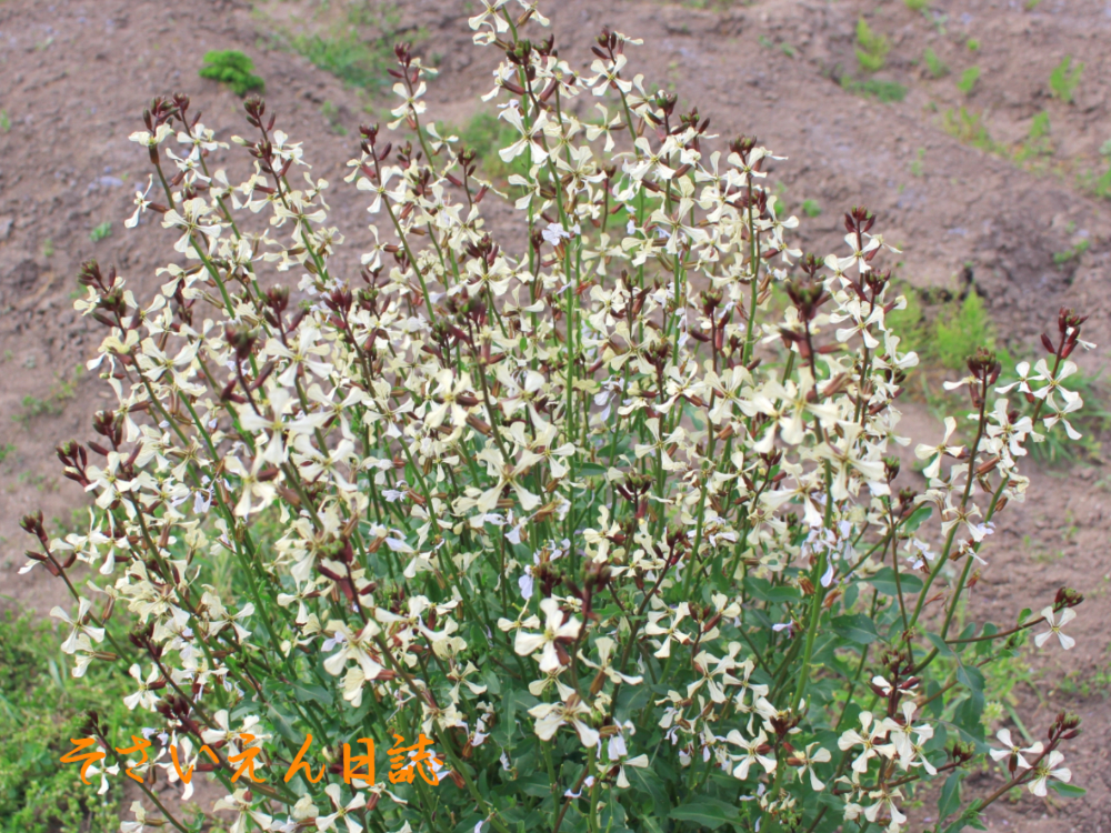 畑のルッコラの花