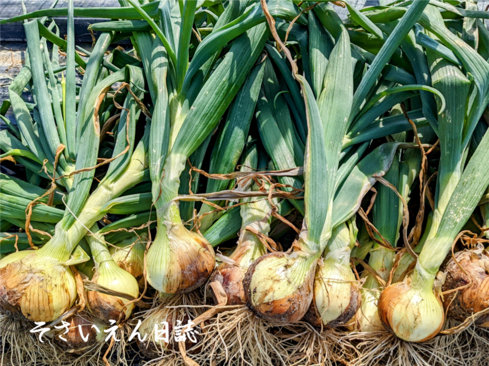 新玉ねぎの収穫