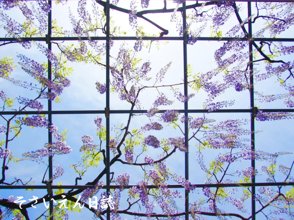 藤の花から青空を見上げる