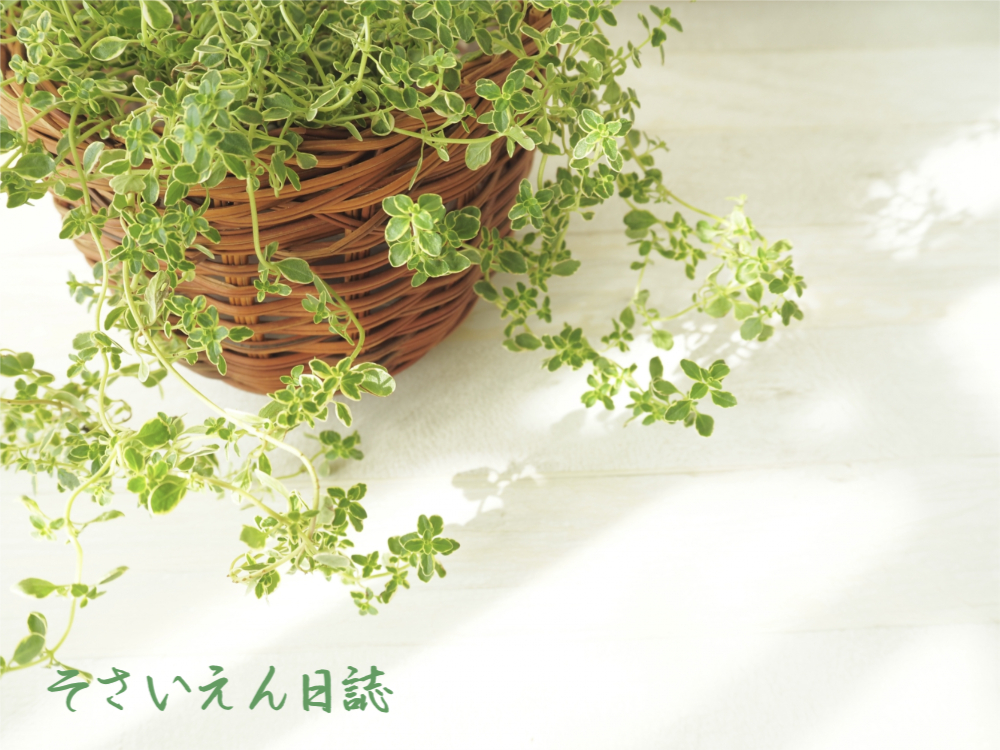 若葉の光 レモンタイム