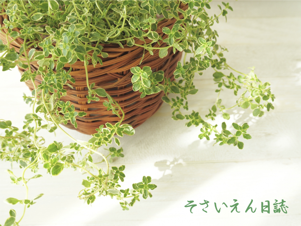 春ハーブ レモンタイム