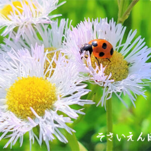 虫予防 てんとう虫