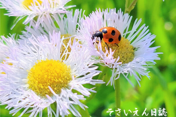 虫予防 てんとう虫