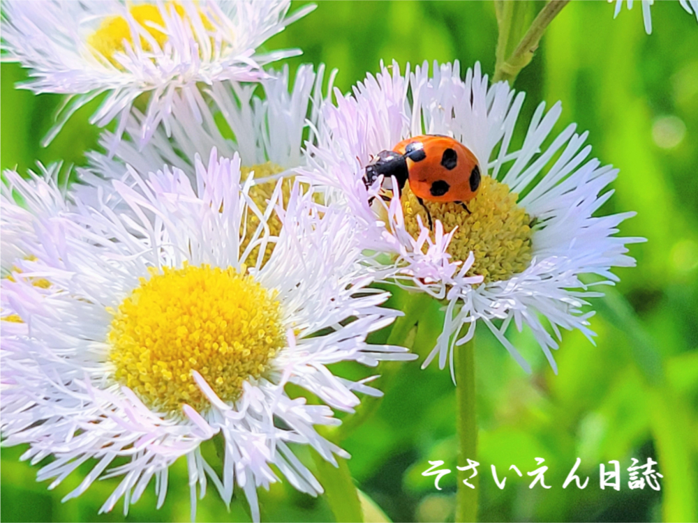 虫予防 初夏のやさしい対策