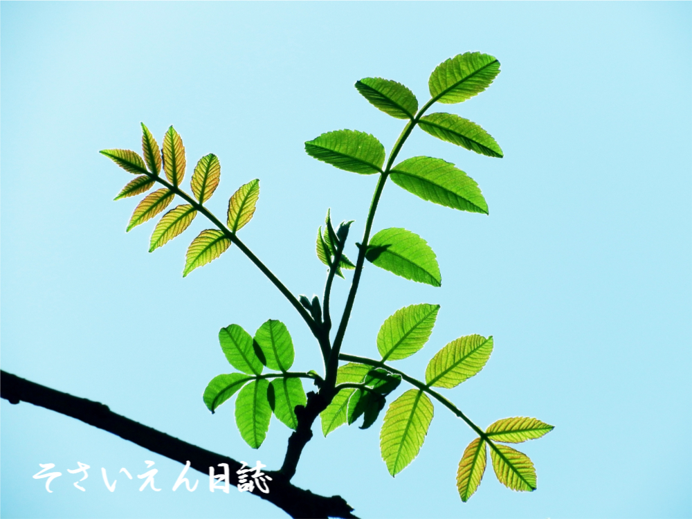 若葉の光 ヌルデ