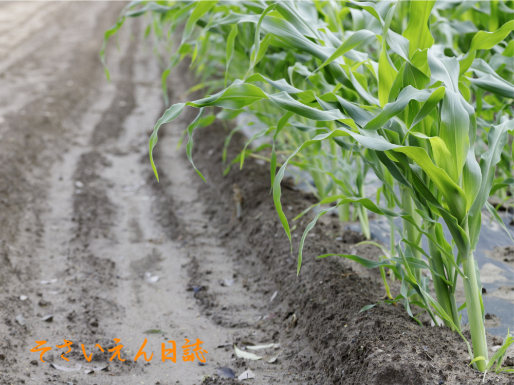 穀雨ケア 高畝で水はけをよくする