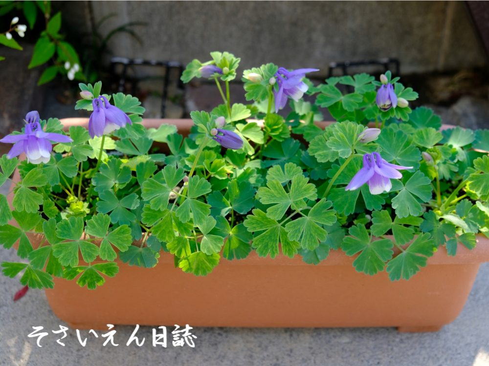 プランター栽培のオダマキ